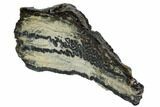 Mammoth Molar Slice With Case - South Carolina #106530-2